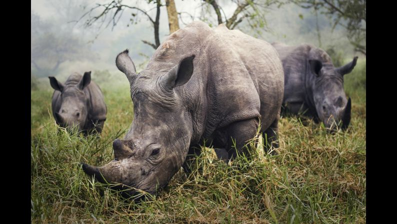 "The night before this photo, we tried all day to get a good photo of the endangered white rhino," Berube said. "Skulking through the grass carefully, trying to stay 30 feet away to be safe, didn't provide me the photo I was hoping for. In the morning, however, I woke up to all three rhinos grazing in front of me." The photo was taken at the Ziwa Rhino Sanctuary in Uganda.