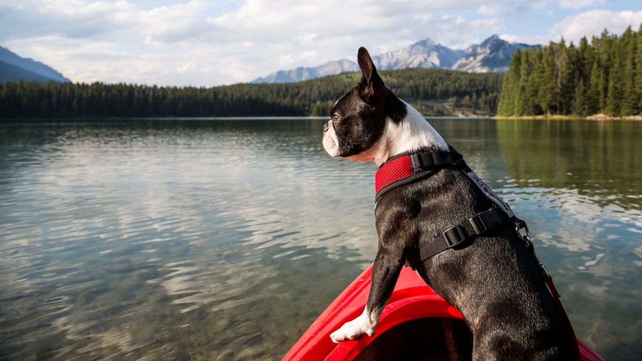 You can also take your dog out for a spin in a sit-on-top kayak. Smaller breeds may perch up front, while larger dogs might feel safer closer to your feet. 