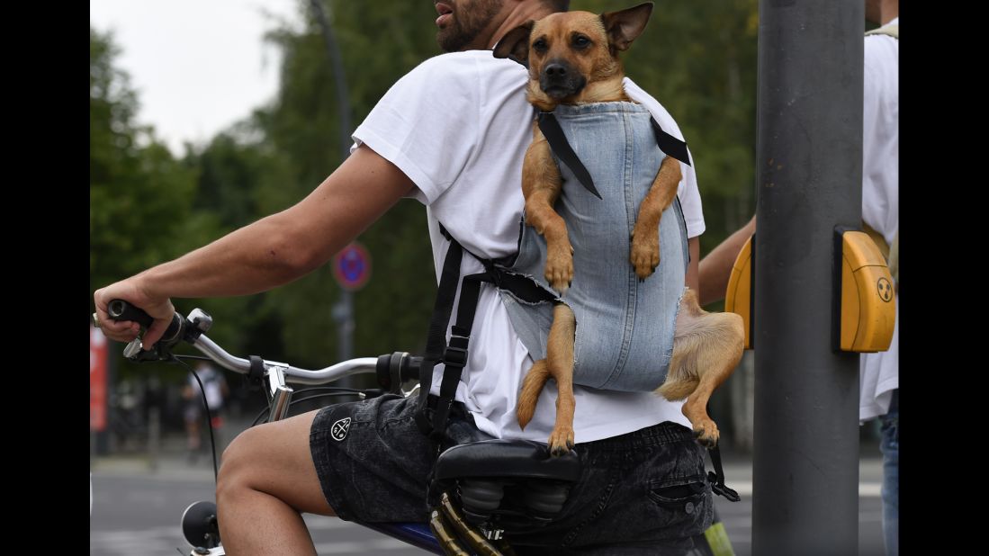 Is your dog so exuberant on walks you worry she might one day pull your arm off? If so, try letting her keep up with you as you pedal. Or, like this cyclist, your dog can just enjoy the ride.