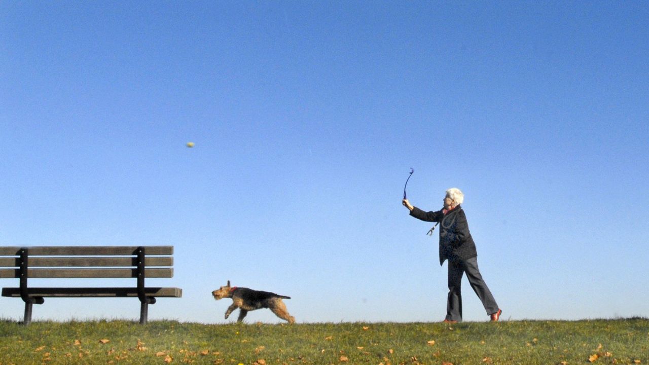 You throw the ball and your pup goes bounding after it. But who says you have to just stand there? While he's retrieving, bust out some muscle-building moves like crunches, lunges, squats and more.