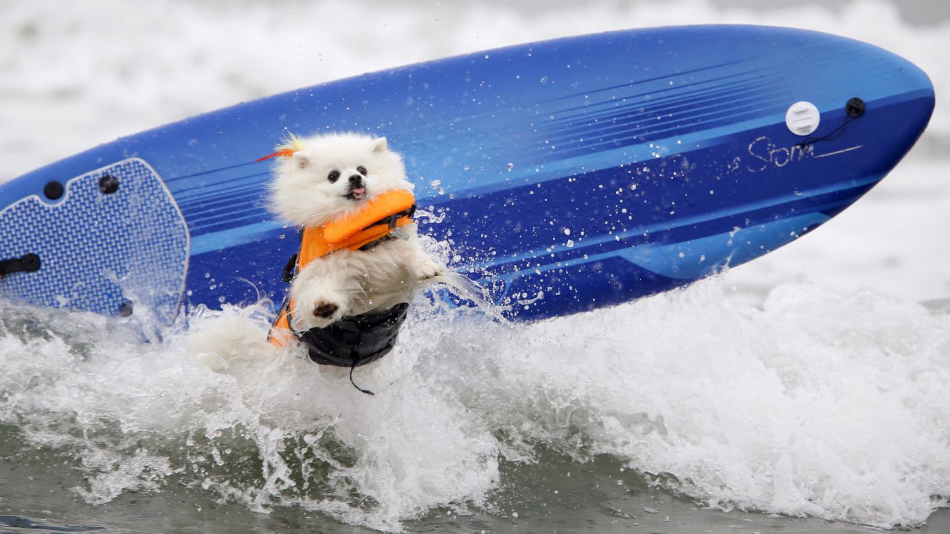 Ziggy, an American Eskimo Dog, crashes on a wave while competing in the Petco Unleashed surfing competition Saturday, August 1, in Imperial Beach, California. All proceeds from the event went to the San Diego Humane Society.