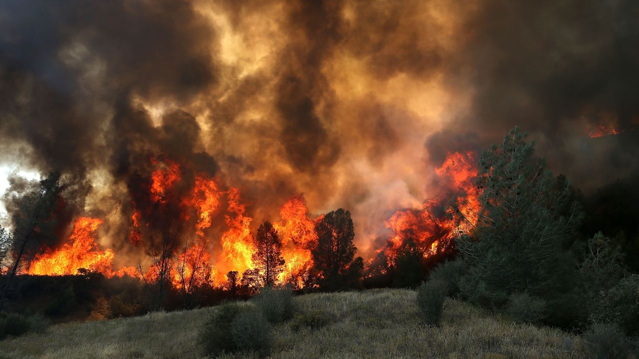 Flames from a backfire operation burn through a grove of trees as firefighters try to head off the Rocky Fire on Monday, August 3, near Clearlake, California.