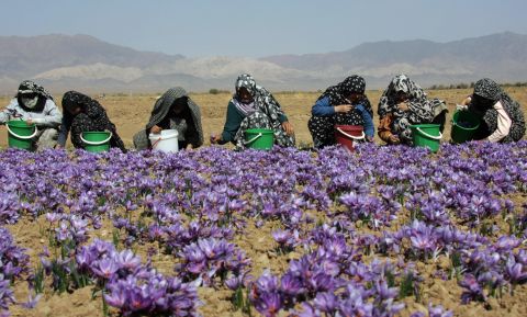 Saffron pickers in Masshad, Iran, the hub of the global industry. 