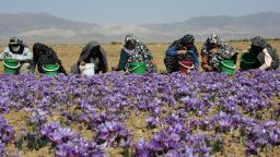 iran saffron field