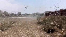 Russia locust invasion plague agriculture farmer pkg chance_00000611.jpg
