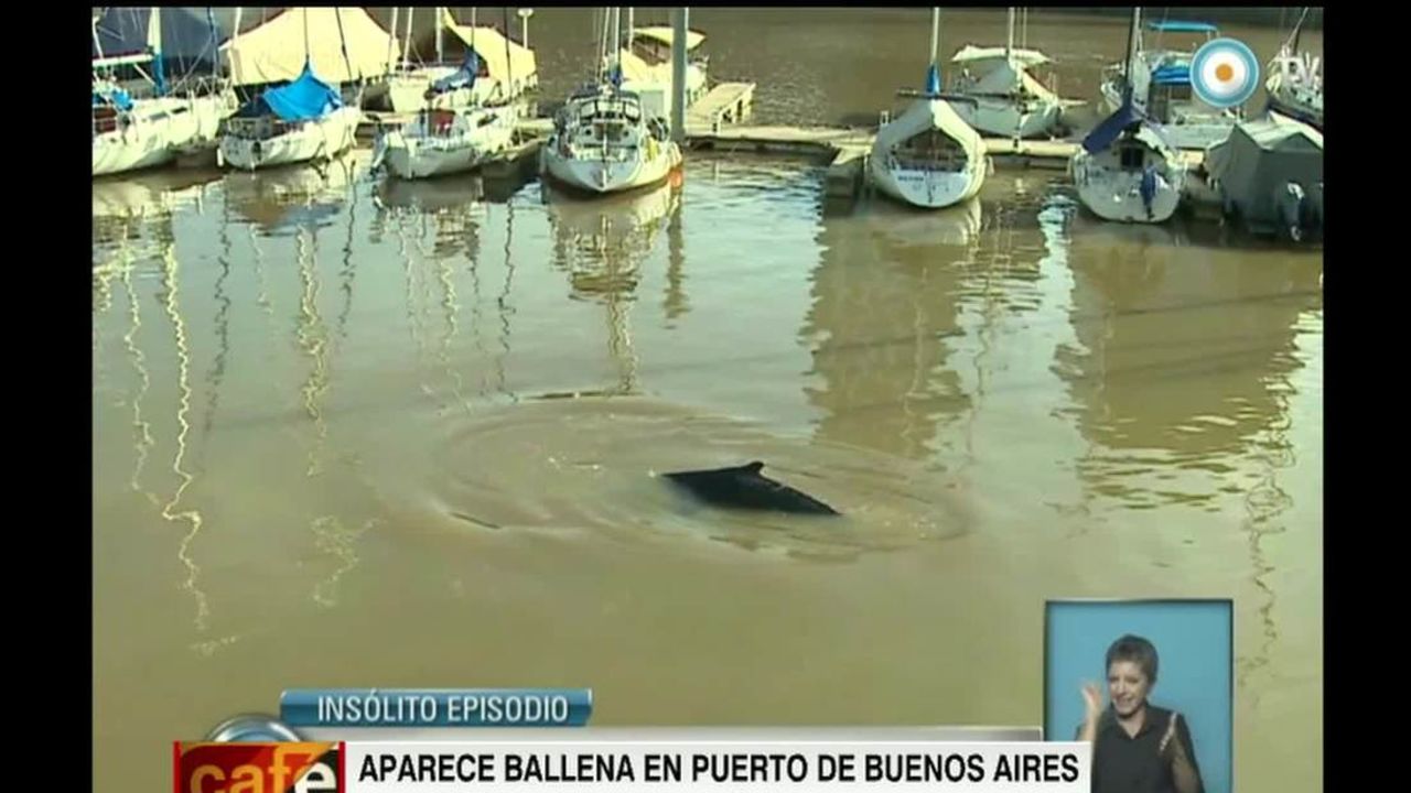 cnnee vo whale appears in Argentina_00001614.jpg