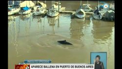 cnnee vo whale appears in Argentina_00001614.jpg