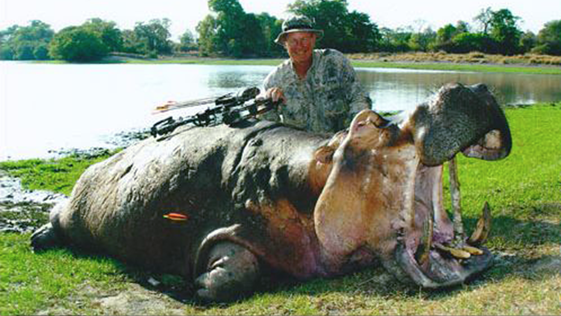 Dr. Jan Seski is seen posing next to a hippo with a heavy arrow driven into its rib.