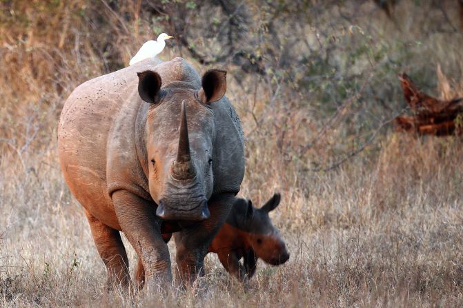Swaziland wishes to allow a regulated trade in rhino horns  collected from natural deaths or recovered from poaching. 