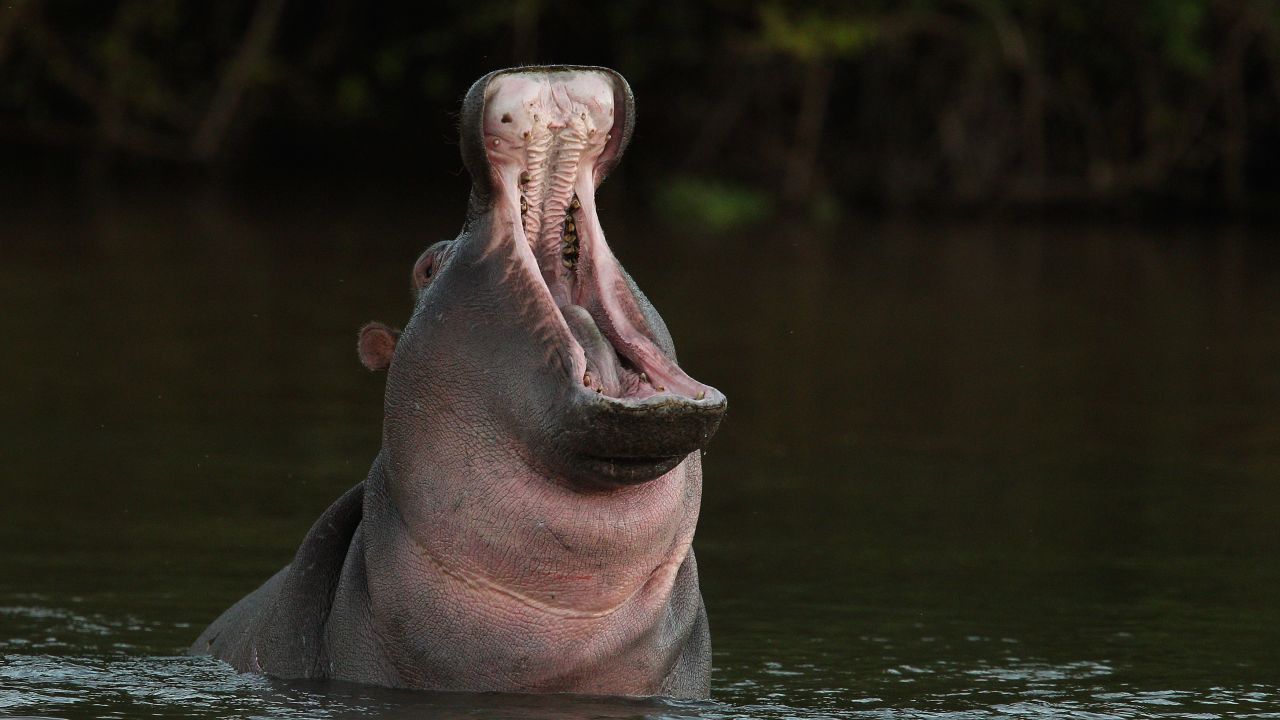 A hippopotamus can snap a canoe in half with its strong jaw