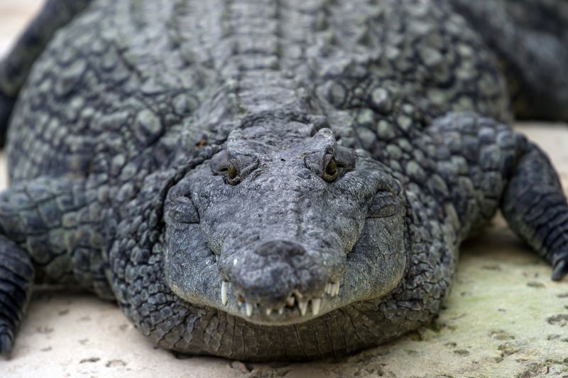 Nile crocodiles identified in South Florida | CNN