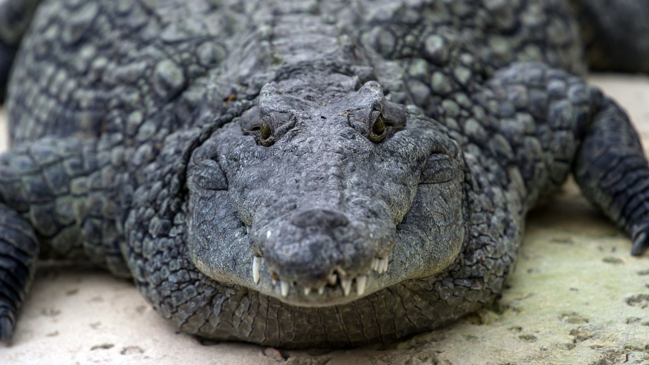 Nile crocodiles often show up at zoos such as this one in Civaux, France, in 2014.