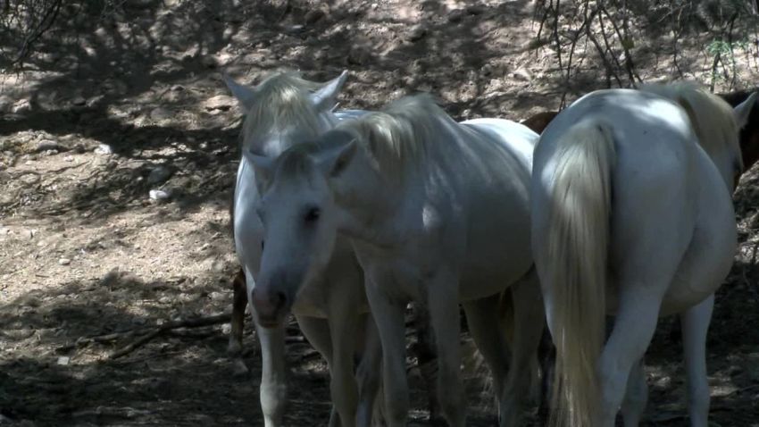 wild horses forest service controversy pkg _00004730.jpg