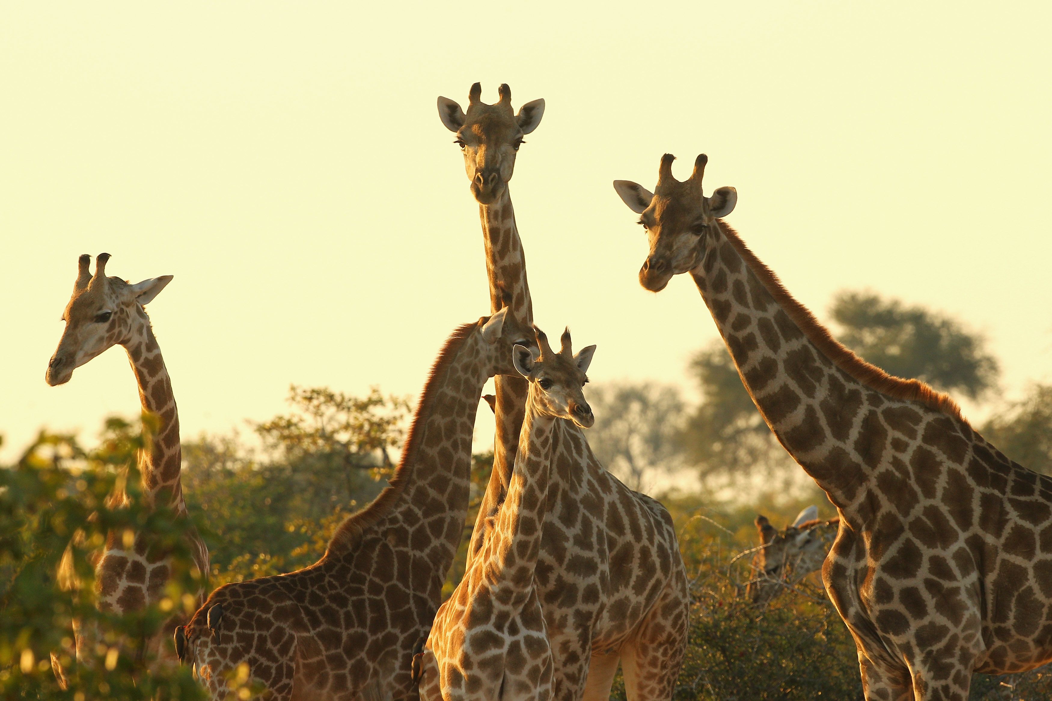 ICUN: Giraffes make list' debut numbers dramatically | CNN