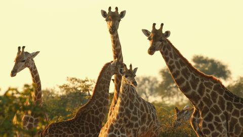 Giraffes gather in the Mashatu game reserve in Mapungubwe, Botswana, in 2010. 
