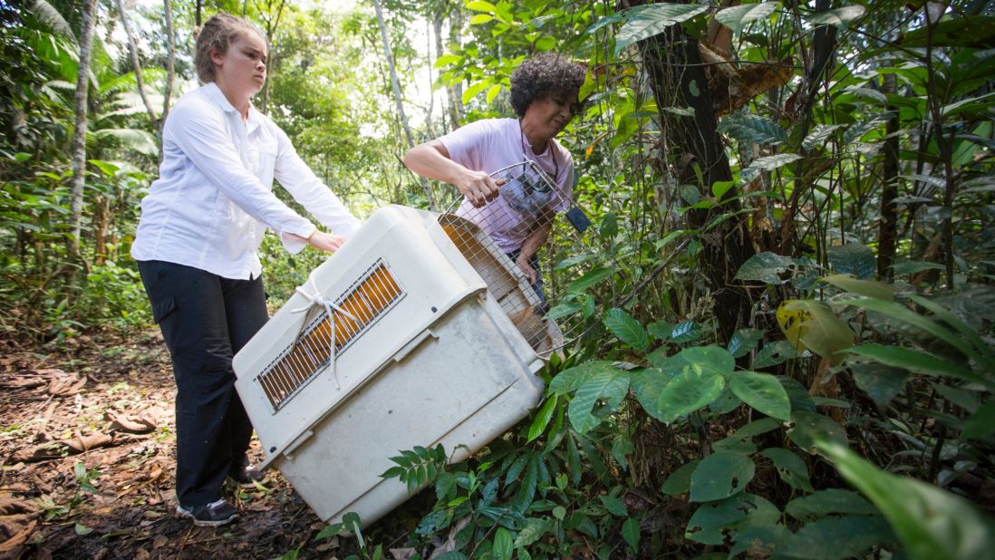 Pool also takes in anteaters, armadillos and porcupines. To date, she and her volunteers have rescued, rehabilitated and released more than 600 animals back to the rainforest.