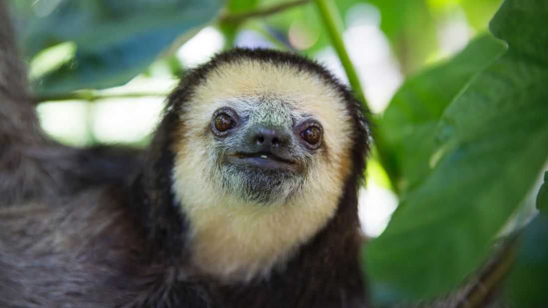 "When I release a sloth, I feel really happy because the animal is where he belongs. That's the ultimate goal of my work," Pool said. "Wild animals belong in the wild."