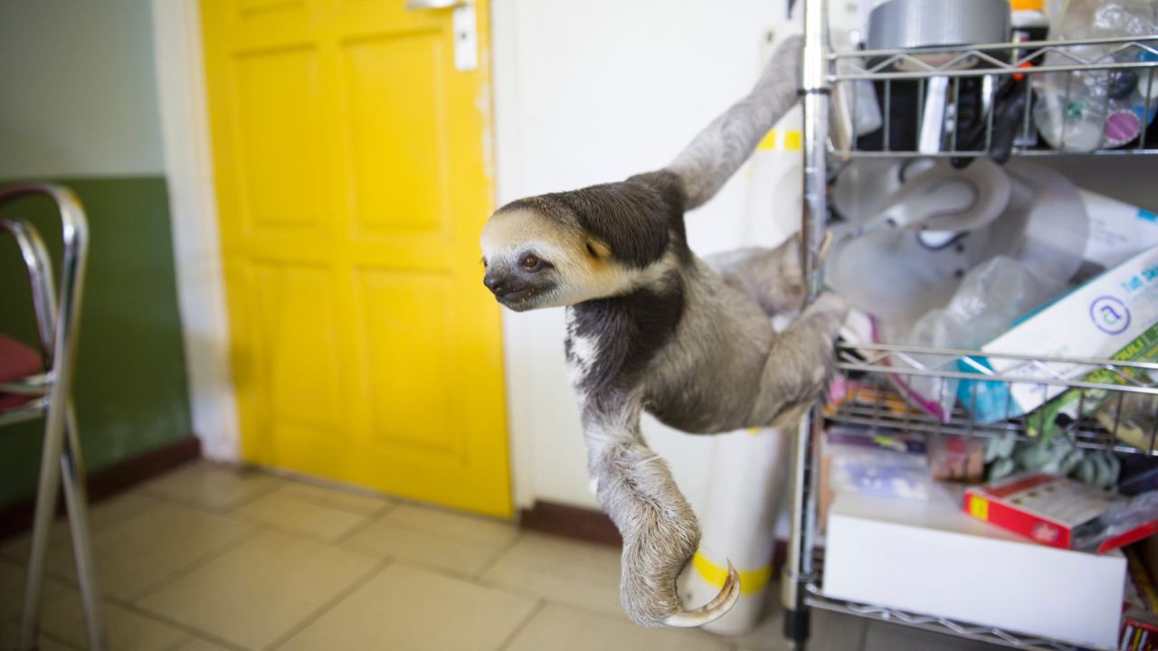 "My biggest rescue ever was in 2012 when we heard about this plot of land that was going to be cleared," Pool said. The group rescued 200 animals, including around 160 sloths. They jokingly called it "Slothageddon -- sloth armageddon." "During that time, it was really a bit weird to live here because there were sloths everywhere: in my living room, in cages, in my garage. Dozens of volunteers were helping."
