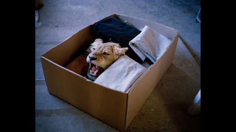 Lioness in a box, South Africa.