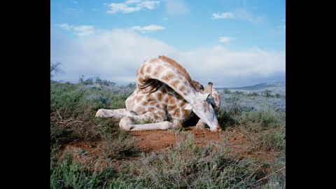 Fallen giraffe, South Africa.
