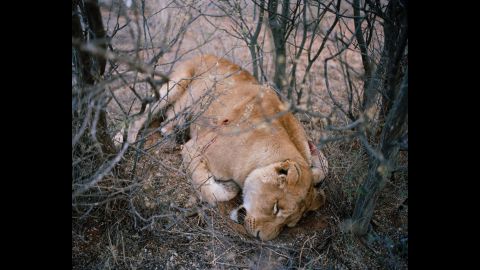 Lioness No. 1, South Africa.