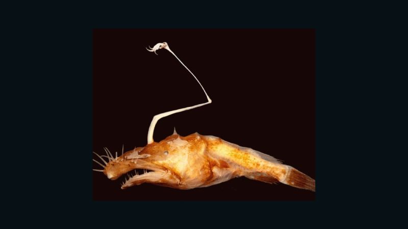 Deep sea angler fish - queens of the glowing depths