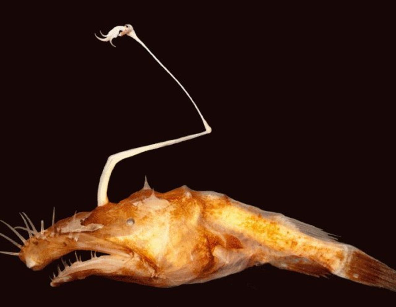 The new species of Ceratioid anglerfish lives in dark ocean depths nicknamed the "midnight zone." Researchers described the new anglerfish species in a study published in the journal Copeia, dedicated to research on fish, amphibians and reptiles. It looks quite different from previously discovered anglerfish, which are usually stout and roundish. Browse the gallery for more new species.