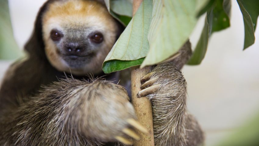 CNN Hero 2015 nominee Monique Pool has been helping rescue animals in her native Suriname since 2005. She is recognized for her particular interest in three-toed and two-toed sloths, of which she has rescued and released several hundred in the past decade.

Photo by John Nowak/CNN