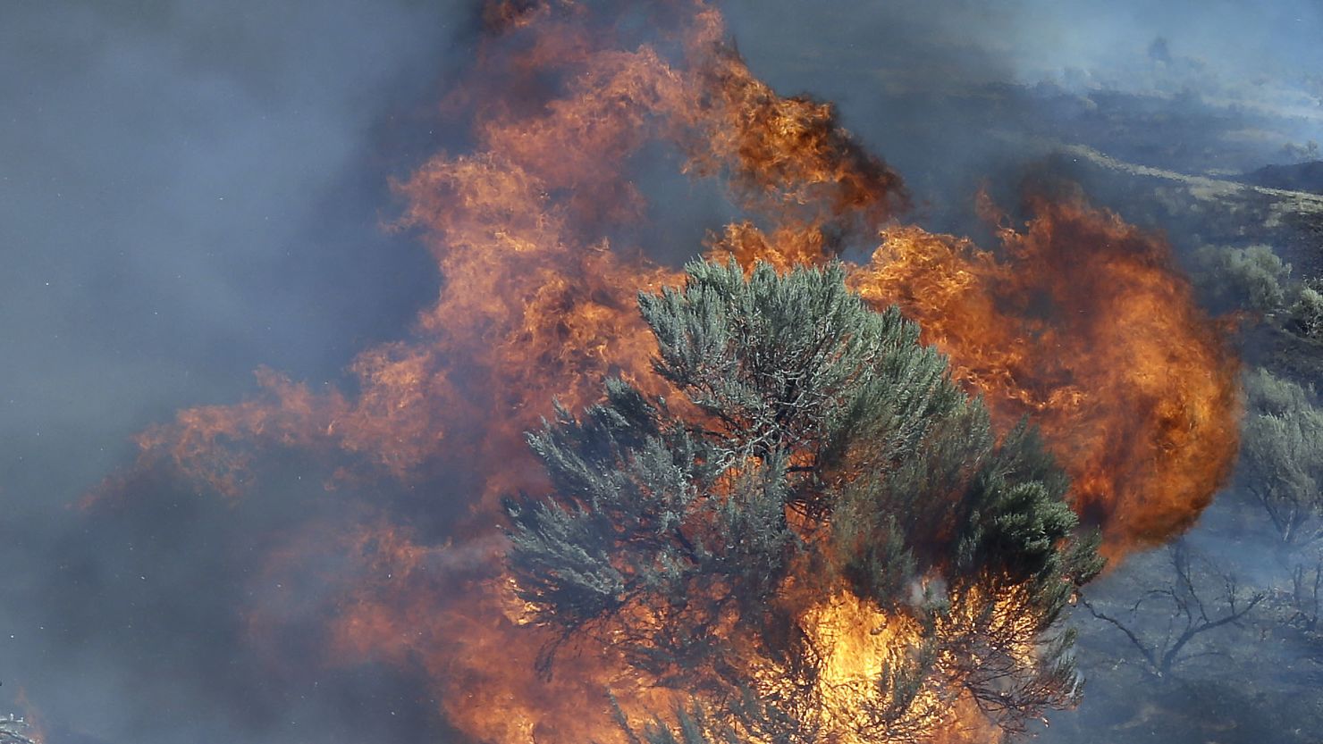 Fire engulfs a juniper tree near Roosevelt, Washington, on Wednesday.