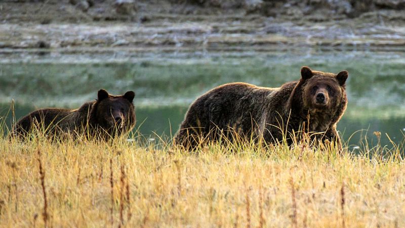 Bear might be put down after killing hiker | CNN