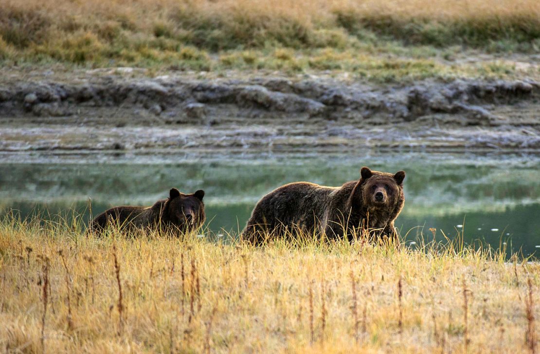 A grizzly bear mother and her cub walk prowl Yellowstone. Do not approach bears in the wild. Enjoy from a respectable distance.