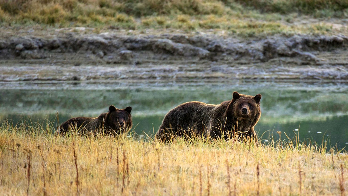 There are more than 500 grizzly bears in Yellowstone National Park. 