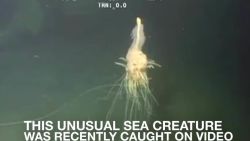 flying spaghetti monster underwater video orig _00000729.jpg