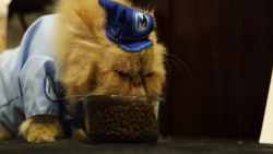 feine fashion frenzy cat eating
