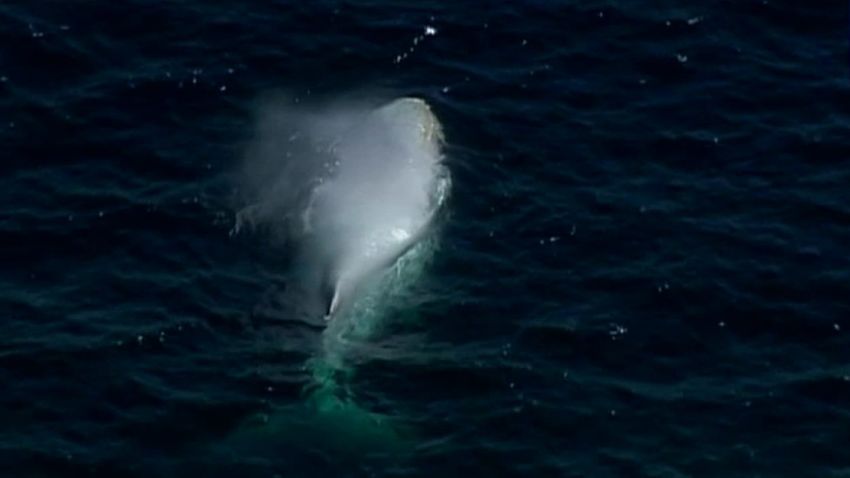 white whale sighting vo_00004819.jpg