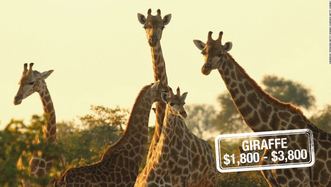 Earth's tallest mammal can run as fast as <a href="http://animals.nationalgeographic.com/animals/mammals/giraffe/" target="_blank" target="_blank">35 miles (56 kilometers) an hour over short distances.</a> But that's unlikely to deter a hunting enthusiast. Giraffes can be shot down for $3,800 in South Africa, $3,200 in Zimbabwe or $1,800 in Namibia.<br />The <a href="http://www.iucnredlist.org/details/9194/0" target="_blank" target="_blank">International Union for Conservation of Nature and Natural Resources (IUCN)</a> warns that recent declines may mean that the species will be moved up to a higher category of threat.