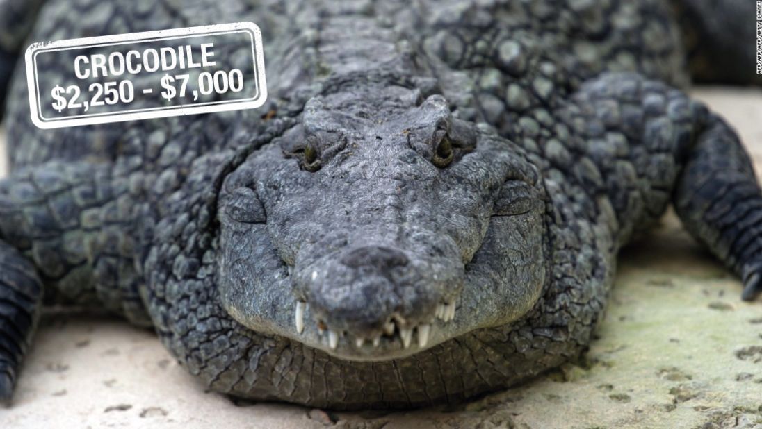 With a carefully chosen rifle, bullet and a fee of up to $7000, a hunter is able to add this reptile to their trophy room. The Nile crocodile found in Africa is <a href="http://www.iucnredlist.org/details/46590/0" target="_blank" target="_blank">not considered to be endangered</a>, although it may be threatened in certain areas.<br />The trophy hunting of "problem" saltwater crocodiles may also be<a href="http://www.abc.net.au/news/2015-06-23/saltwater-crocodile-safari-hunting-could-happen-in-one-year/6565132" target="_blank" target="_blank"> legalized in Australia within a year,</a> with hunters paying fees ranging from $20,000 to $30,000.