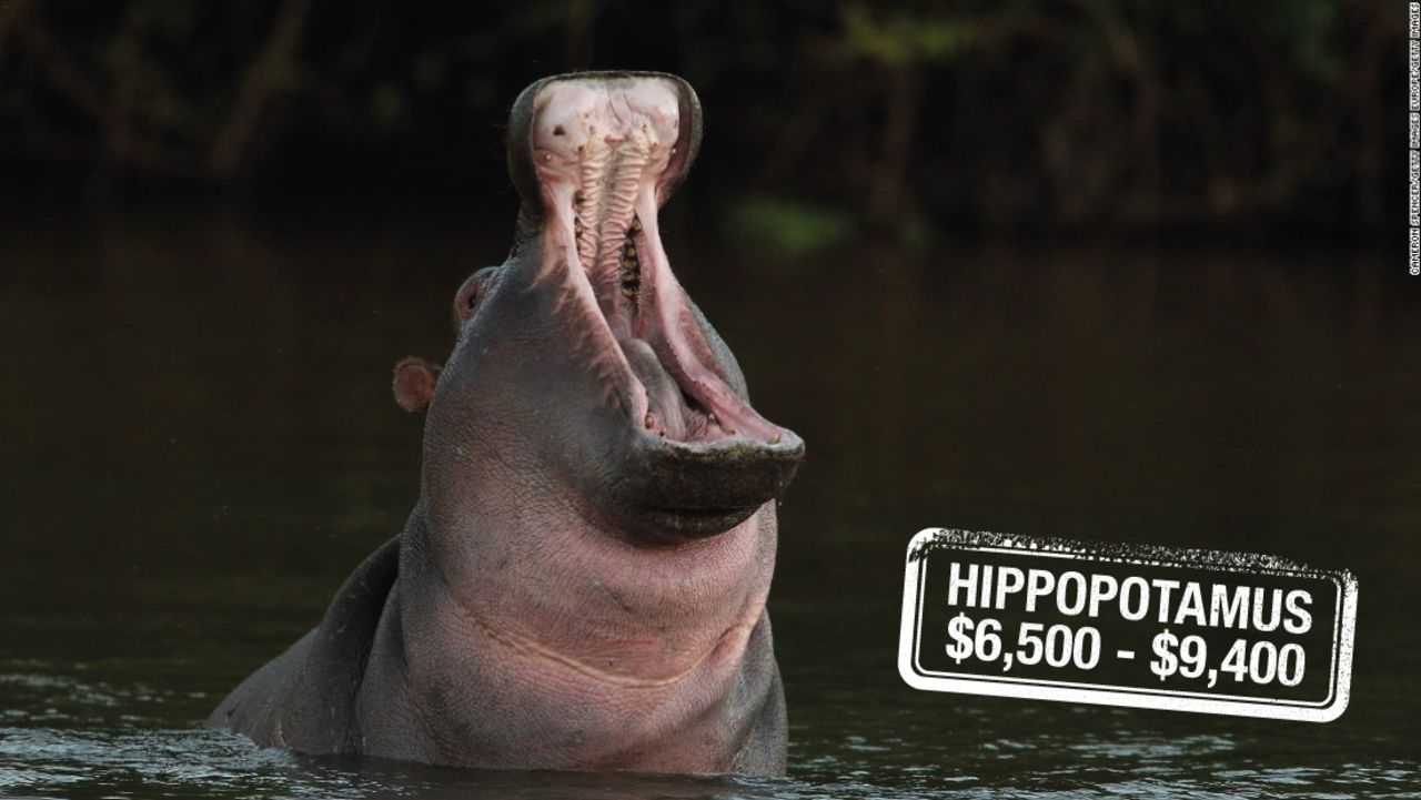 Lion's share: Prices on the heads of trophy animals | CNN
