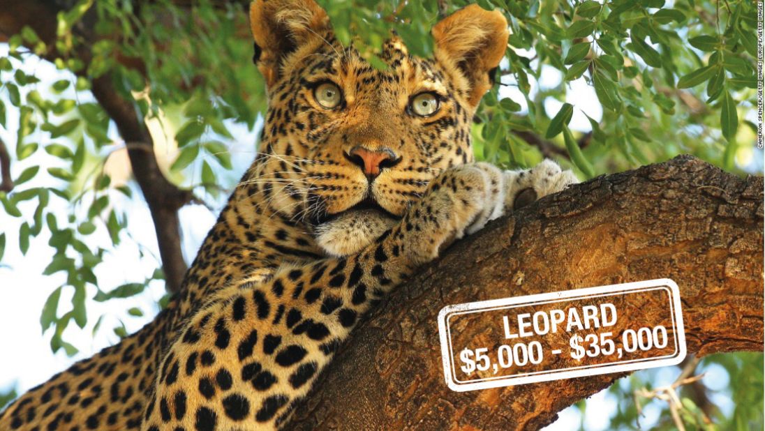 The cost to hunt this<a href="http://www.iucnredlist.org/details/15954/0" target="_blank" target="_blank"> near-threatened, </a>elusive big cat begins at $5,000, with some companies offering a guaranteed kill for a $35,000 price tag.