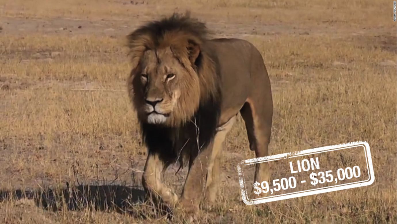 How Much Does a Lion Cost  