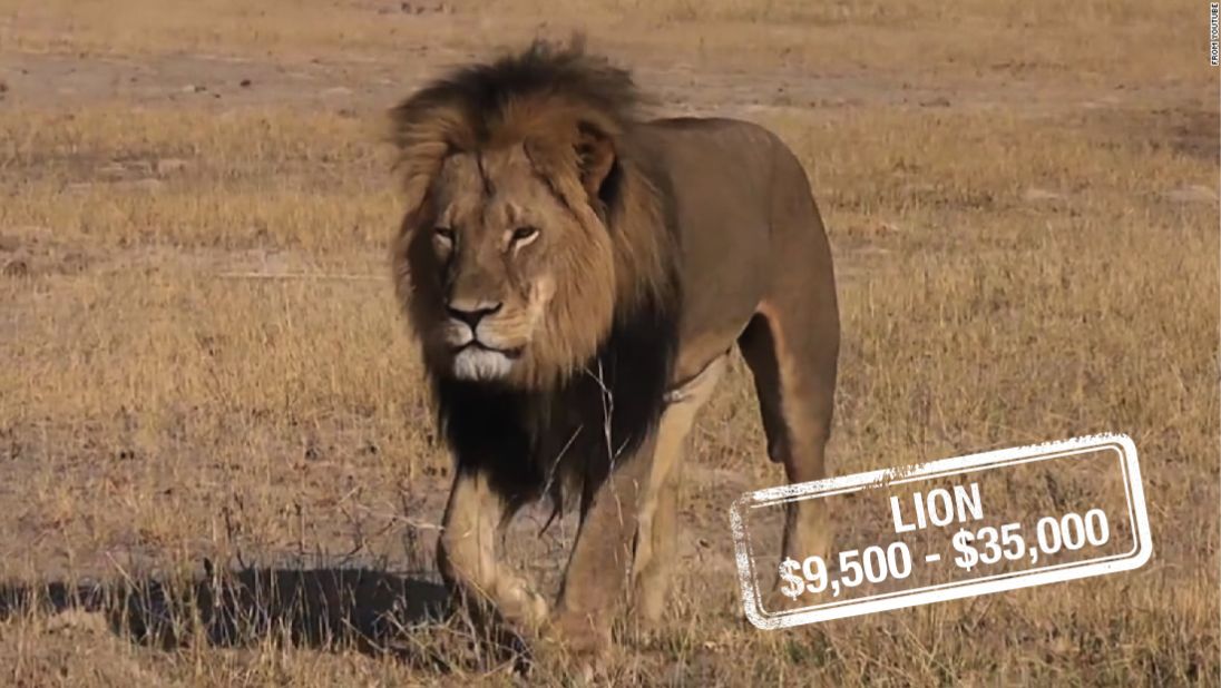 The cost to kill a lioness can be up to $9,500 in South Africa, whereas a lion can set a hunter back $23,000, $30,000 for a white lion or $35,000 for a black mane lion, similar to Cecil. It's unclear what <a href="http://edition.cnn.com/2015/07/31/world/zimbabwe-cecil-lion-dentist/">Walter Palmer's</a> $55,000 payment may have included.<br />According to the <a href="http://whitelions.org/white-lion/key-facts-about-the-white-lion/" target="_blank" target="_blank">Global White Lion Protection Trust,</a> there are hundreds of white lions in captivity, but less than 13 in the wild. And there are no laws to stop them being hunted.<br />Although lions are not listed as endangered, it's claimed by certain wildlife activists that their numbers are in <a href="http://journals.plos.org/plosone/article?id=10.1371/journal.pone.0083500" target="_blank" target="_blank">serious decline in West Africa. </a>