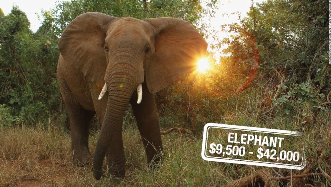 Poaching, habitat destruction, human-animal conflict, war and an overwhelming demand for ivory have in Asia have all contributed to the <a href="http://edition.cnn.com/2015/04/10/africa/chad-elephant-conservation/">disappearance of elephants,</a> categorized as <a href="http://www.iucnredlist.org/details/12392/0" target="_blank" target="_blank">vulnerable.</a> And it can cost $42,000 to hunt and kill the largest land mammal on Earth or $9,500 for a non-trophy elephant in Zimbabwe.