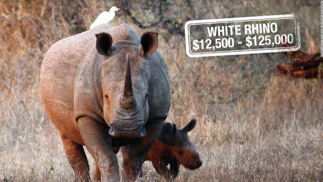 It can cost up to $125,000 to hunt down a white rhino in South Africa. Classified as <a href="http://www.iucnredlist.org/details/4185/0https:/www.worldwildlife.org/species/white-rhino" target="_blank" target="_blank">near threatened,</a> white rhinos are not considered endangered. However, there are reportedly only<a href="http://edition.cnn.com/2015/07/29/world/northern-rhino-dies/"> four northern white rhinos</a> left in the world, their numbers slashed by poaching for their prized horns.