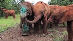 baby elephant simotua survives poachers_00014210.jpg