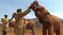 saving elephants kriel pkg_00000725.jpg