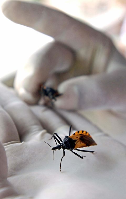 Chagas disease is spread by the triatomine bug  -- nicknamed "kissing bugs" -- which carries the parasite Trypanosoma cruzi. Over time, the parasite can chew through cardiac muscle and cause heart failure causing an estimated 11,000 deaths globally each year.