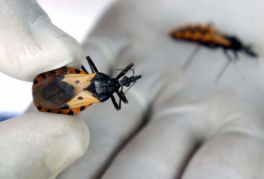 A Triatoma dimidiata insect.