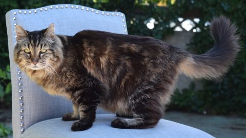 Corduroy is the new oldest living cat.