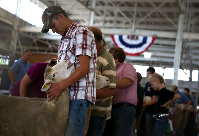 Competitors line up with their sheep for judging on August 14.