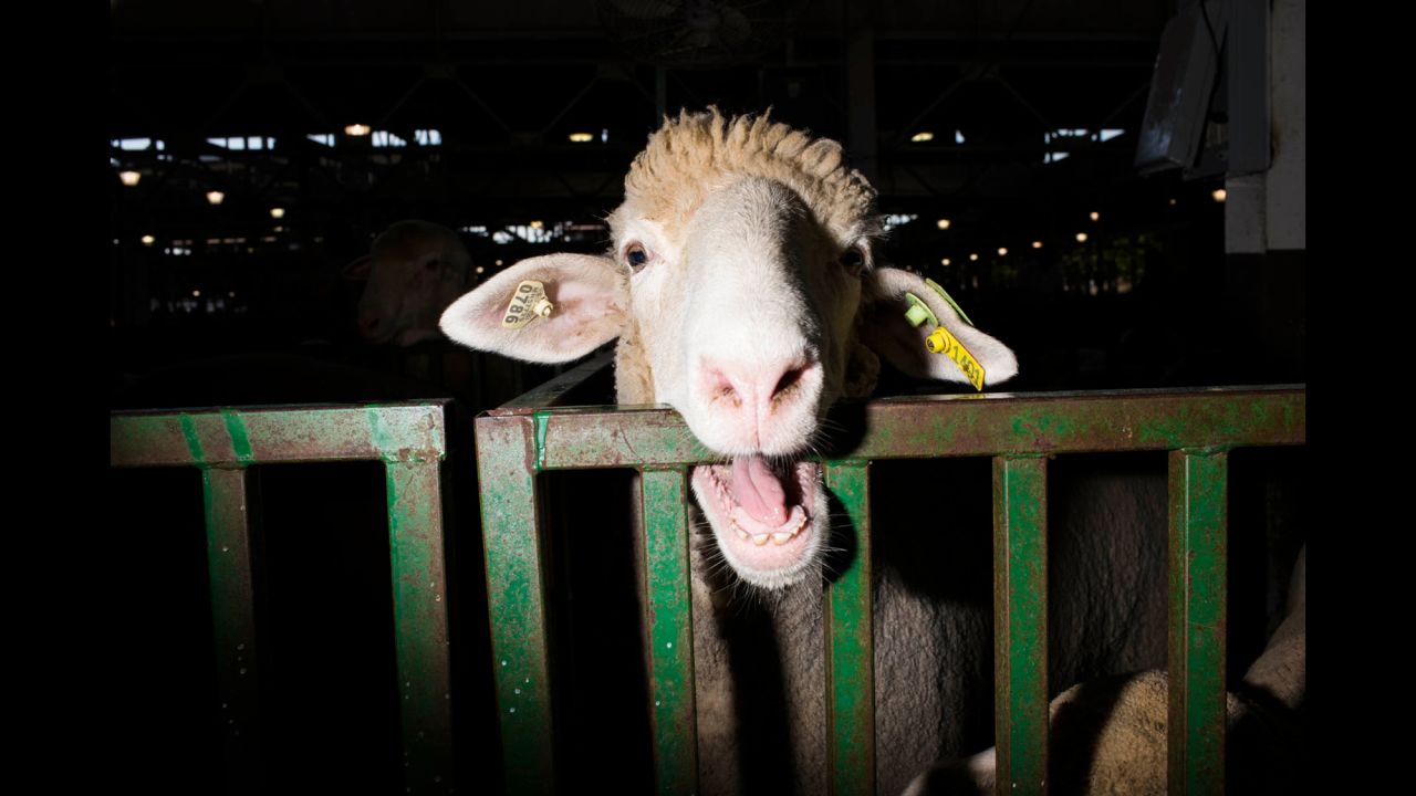 A sheep from Wisconsin is seen at the fair. There are lots of opportunities to check out animals at the fairgrounds. This year, there is a "Pig Place," "Animal Learning Center," "Sheep Stop," "Horse Haven," "Cattle Corner" and more, according to the fair's official website.